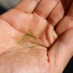 Fresh micro-algae Oregon Fresh micro-algae Oregon