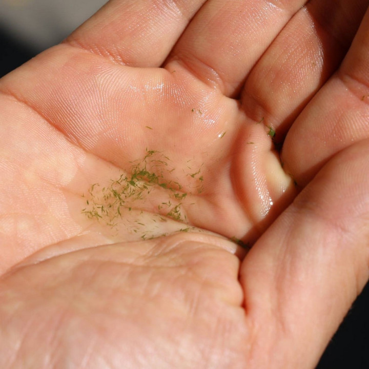 alga blu Klamath benefici