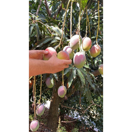 Mangues géantes biologiques d'Espagne | Rufino Andalousie cueillies sur l'arbre