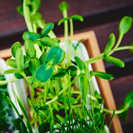 Organic unpeeled sunflower seeds to germinate | Bavicchi