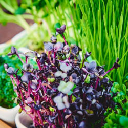 Organic red cabbage seeds to germinate | Bavicchi Organic red cabbage seeds to germinate | Bavicchi