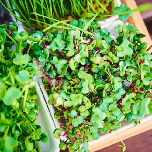 Organic radish seeds to germinate | Bavicchi Organic radish seeds to germinate | Bavicchi