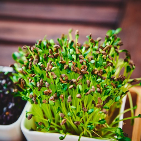 Organic fenugreek seeds to germinate | Bavicchi Organic fenugreek seeds to germinate | Bavicchi