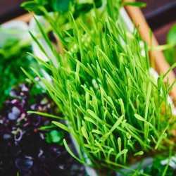 Young Organic Wheat Sprouts Germinated Seeds