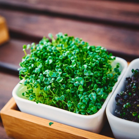 pousse de graine de chia bio protéines pousse de graine de chia bio protéines