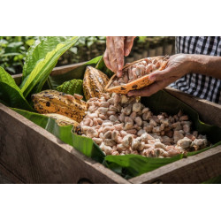 Criollo variety raw cacao nibs Criollo variety raw cacao nibs
