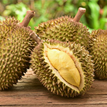 fruit Durian Lyophilisé 200 grammes