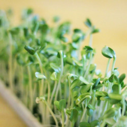 Germination Trays Maintenance