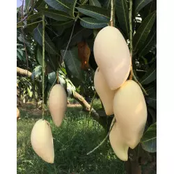 Mango fresco Nam Dok Mai Tailandia árbol de mango Mango fresco Nam Dok Mai Tailandia árbol de mango