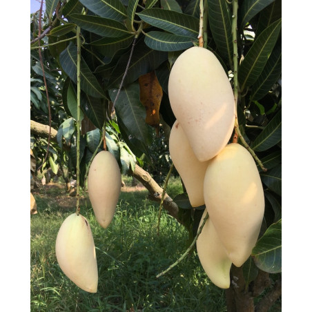 Mangue fraiche Nam Dok Mai thailande manguier Mangue fraiche Nam Dok Mai thailande manguier