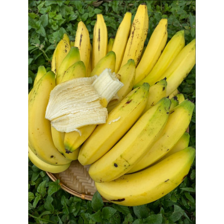 banane gross michel fraiches bananier