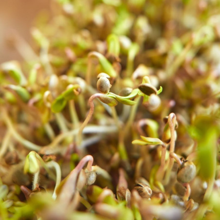 Organic hemp seeds | Les Chanvres de l'Atlantique