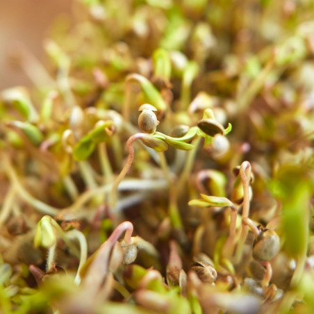 Organic hemp seeds | Les Chanvres de l'Atlantique Organic hemp seeds | Les Chanvres de l'Atlantique