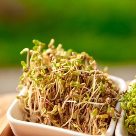 Organic hemp seeds | Les Chanvres de l'Atlantique Organic hemp seeds | Les Chanvres de l'Atlantique