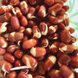 graine haricot azuki pousse bio sain germé graine haricot azuki pousse bio sain germé