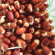 Organic red Azuki bean seeds