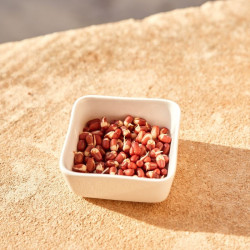 Organic red Azuki bean seeds to germinate | Bavicchi Organic red Azuki bean seeds to germinate | Bavicchi