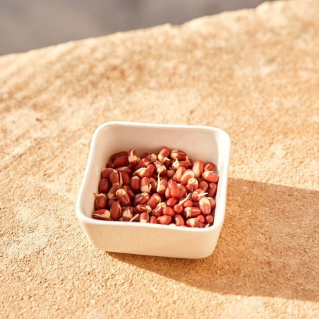 Organic red Azuki bean seeds to germinate | Bavicchi