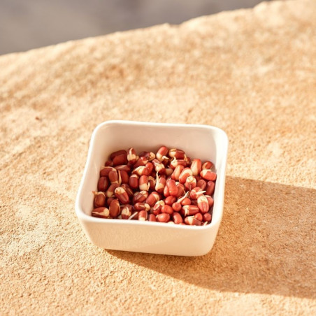 Organic red Azuki bean seeds to germinate | Bavicchi Organic red Azuki bean seeds to germinate | Bavicchi