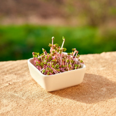Organic China Rose radish seeds to germinate | Bavicchi Organic China Rose radish seeds to germinate | Bavicchi