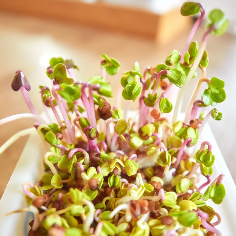 Organic China rose radish seeds