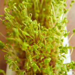graines germées cresson pousse bio sain graines germées cresson pousse bio sain