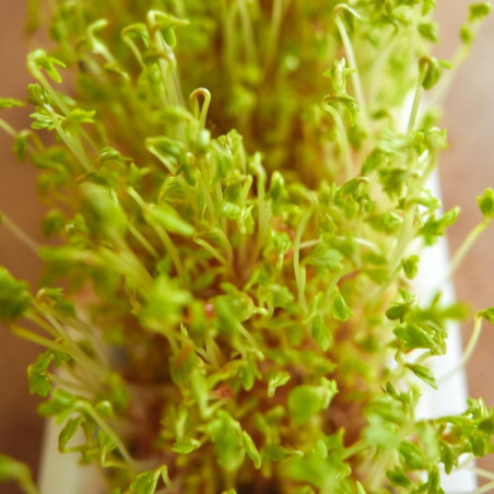 graines germées cresson pousse bio sain graines germées cresson pousse bio sain