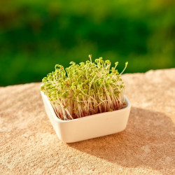 Organic watercress seeds to germinate | Bavicchi Organic watercress seeds to germinate | Bavicchi