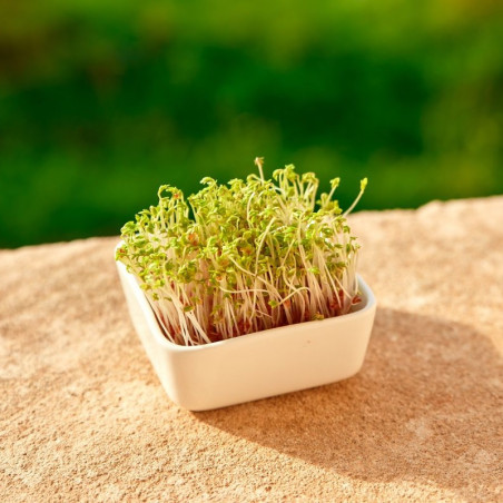 Graines germées de cresson biologiques | Bavicchi Graines germées de cresson biologiques | Bavicchi