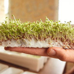 Tapis graines germées mucilage mucilagineuse Easygreen Tapis graines germées mucilage mucilagineuse Easygreen
