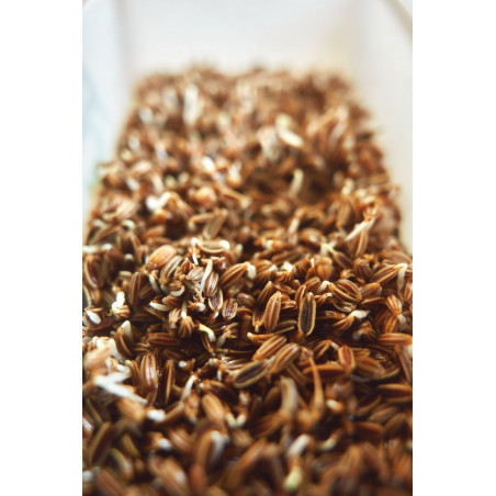 Organic fennel seeds to germinate | Bavicchi