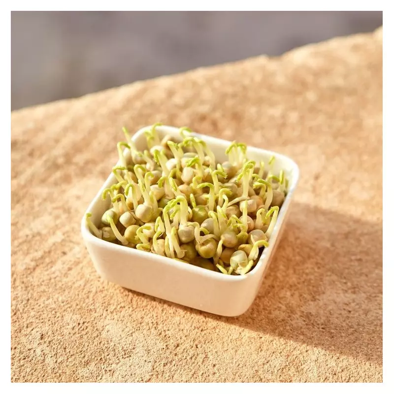 graines germées pois vert GEO bio