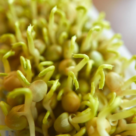 graines germées pois vert bio graines germées pois vert bio