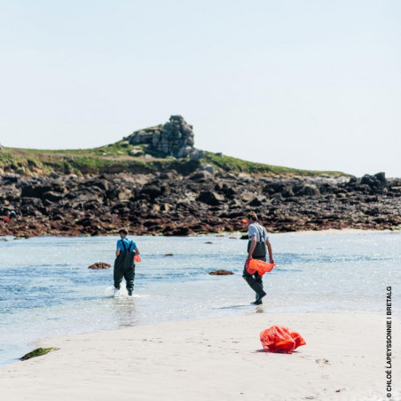 Fresh organic sea lettuce seaweed | BRETALG Fresh organic sea lettuce seaweed | BRETALG
