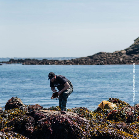 algue sur l'estran bretagne