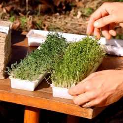Batch of 5 Trays Organic Sprouted Seeds Batch of 5 Trays Organic Sprouted Seeds