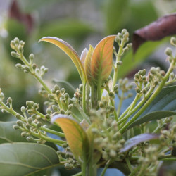 fleur d'avocatier avocat fleuri espagne fleur d'avocatier avocat fleuri espagne