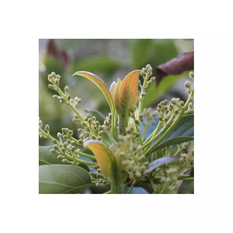 fleur d'avocatier avocat fleuri espagne