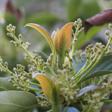 fleur d'avocatier avocat fleuri espagne