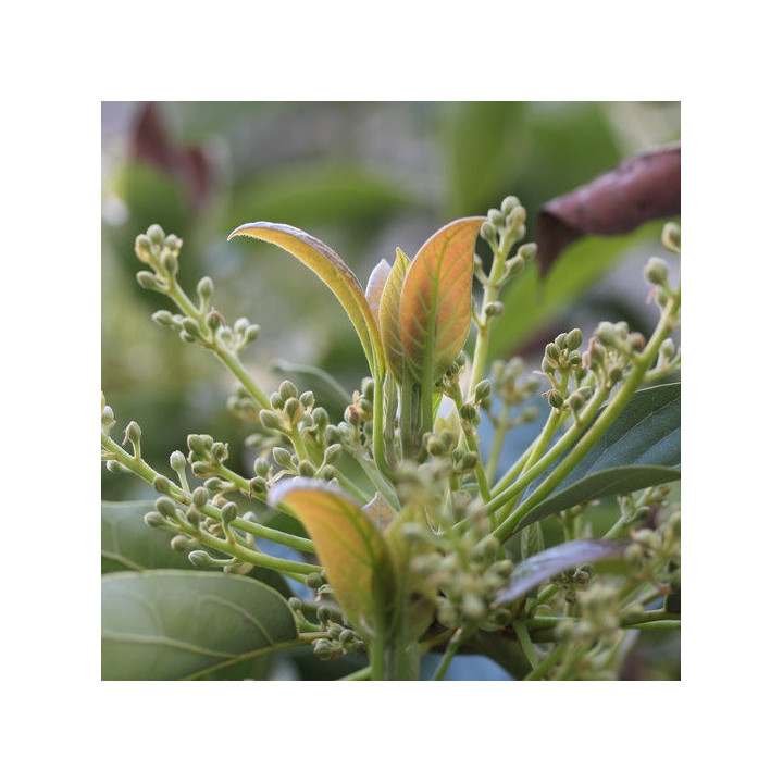 Blüte des Avocadobaums blühende Avocado Spanien