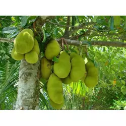 Freeze-dried Jackfruit - 200g Freeze-dried Jackfruit - 200g