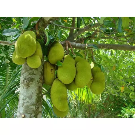 Freeze-dried Jackfruit - 200g Freeze-dried Jackfruit - 200g