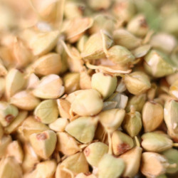 graine de sarrasin germées déshydratées macro graine de sarrasin germées déshydratées macro