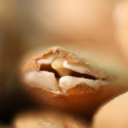 macro germination amande bio entière activé amande trempée macro germination amande bio entière activé amande trempée