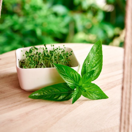Alimentation Saine Basilic Biologique Graine Germée Alimentation Saine Basilic Biologique Graine Germée