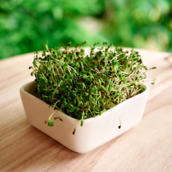 Alimento Saludable Brote Joven Orgánico Mostaza
