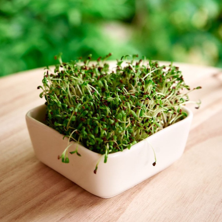 Healthy Food Young Organic Mustard Sprout