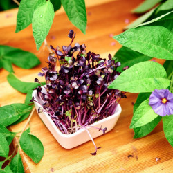 graines de chou rouge germé pousse saine graines de chou rouge germé pousse saine