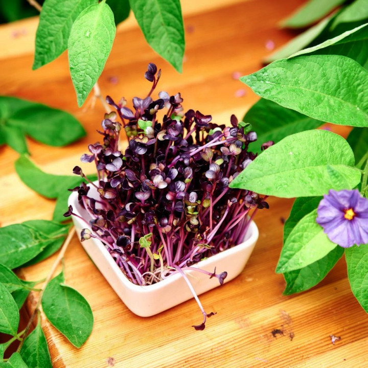 sprouted red cabbage seeds healthy growth