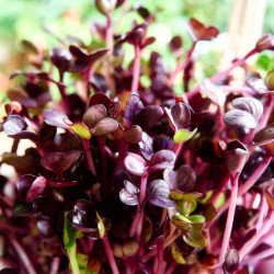 zoom feuille de chou rouge germé zoom feuille de chou rouge germé